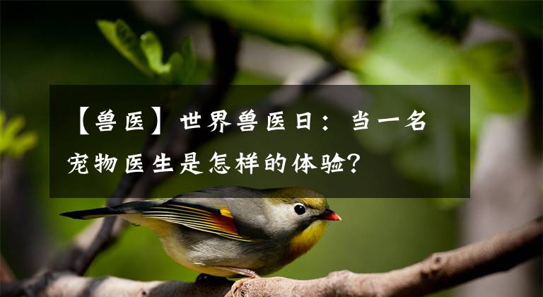 【兽医】世界兽医日：当一名宠物医生是怎样的体验？