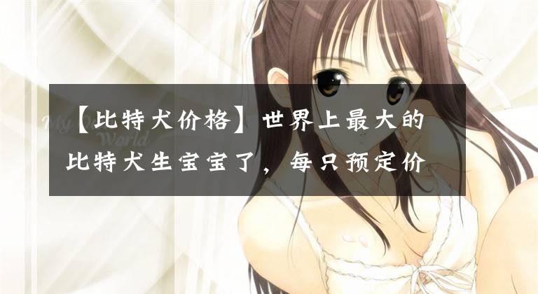 【比特犬价格】世界上最大的比特犬生宝宝了，每只预定价格高达50美元！