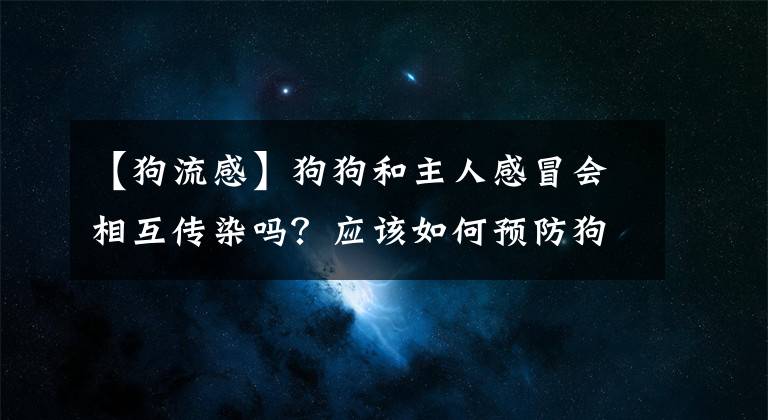 【狗流感】狗狗和主人感冒会相互传染吗？应该如何预防狗狗的流感？