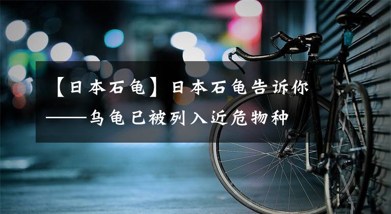 【日本石龟】日本石龟告诉你——乌龟已被列入近危物种