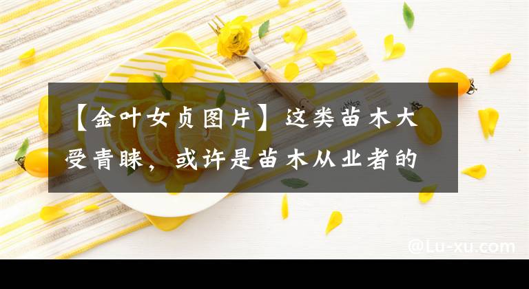 【金叶女贞图片】这类苗木大受青睐，或许是苗木从业者的新选择