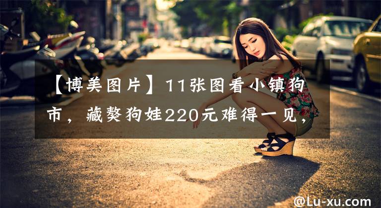 【博美图片】11张图看小镇狗市，藏獒狗娃220元难得一见，金毛犬受欢迎