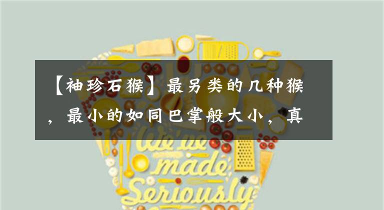 【袖珍石猴】最另类的几种猴，最小的如同巴掌般大小，真是萌翻了！
