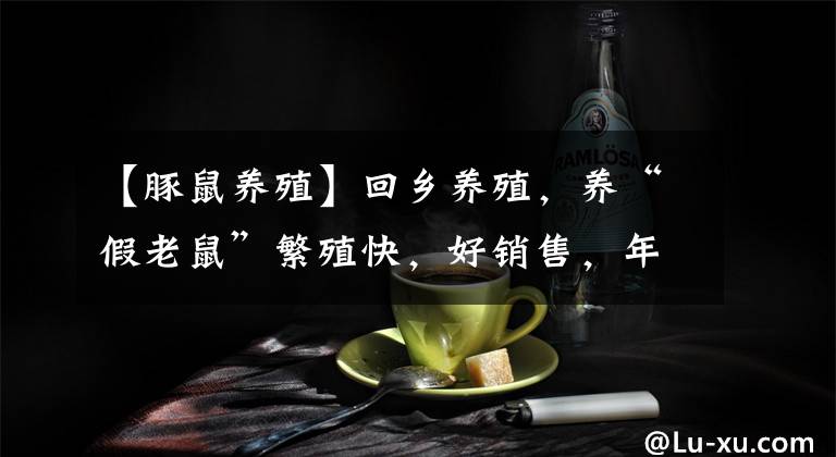 【豚鼠养殖】回乡养殖，养“假老鼠”繁殖快，好销售，年收入40万，还能养吗？