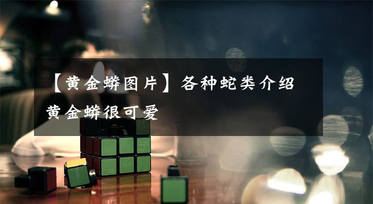 【黄金蟒图片】各种蛇类介绍黄金蟒很可爱