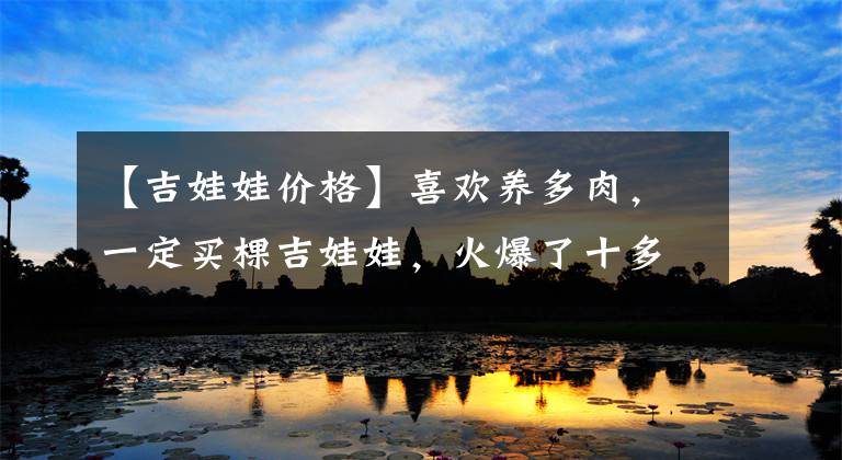 【吉娃娃价格】喜欢养多肉，一定买棵吉娃娃，火爆了十多年，颜值永远在线