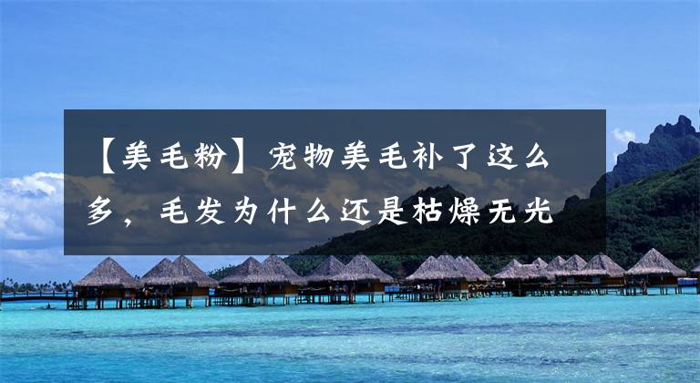 【美毛粉】宠物美毛补了这么多，毛发为什么还是枯燥无光？