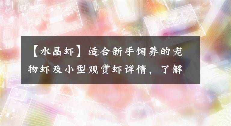 【水晶虾】适合新手饲养的宠物虾及小型观赏虾详情，了解一下（虾篇章）