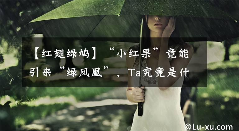 【红翅绿鸠】“小红果”竟能引来“绿凤凰”，Ta究竟是什么呢？