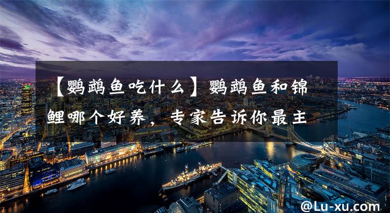 【鹦鹉鱼吃什么】鹦鹉鱼和锦鲤哪个好养，专家告诉你最主要是哪一点
