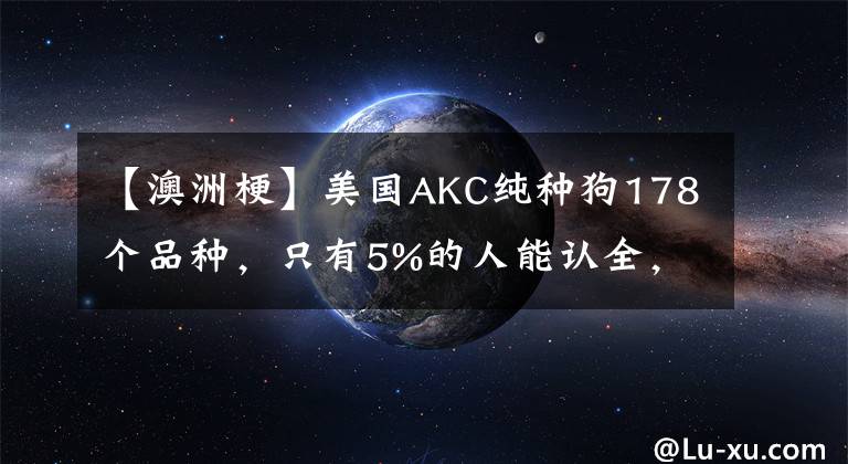 【澳洲梗】美国AKC纯种狗178个品种，只有5%的人能认全，你来试试！