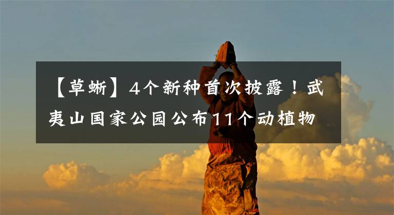 【草蜥】4个新种首次披露！武夷山国家公园公布11个动植物新种