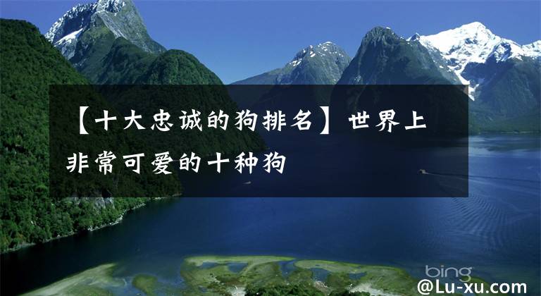 【十大忠诚的狗排名】世界上非常可爱的十种狗
