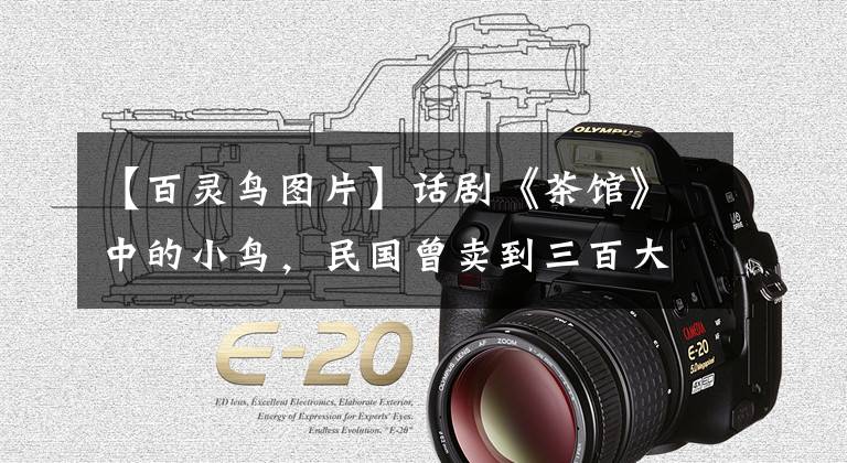 【百灵鸟图片】话剧《茶馆》中的小鸟，民国曾卖到三百大洋，现国内实现人工繁殖