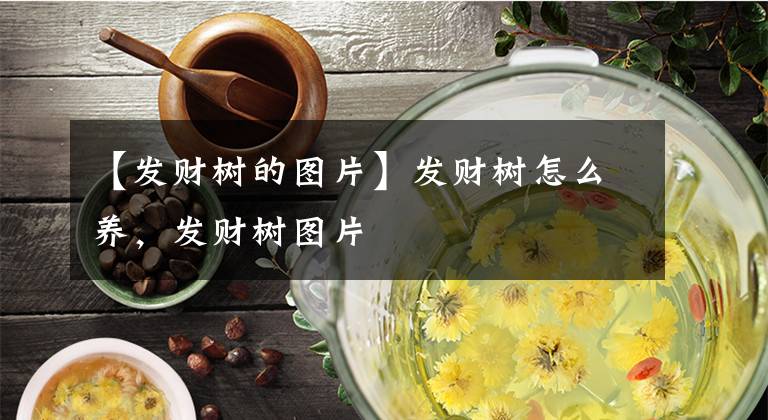 【发财树的图片】发财树怎么养，发财树图片