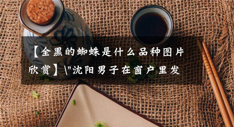 【全黑的蜘蛛是什么品种图片欣赏】