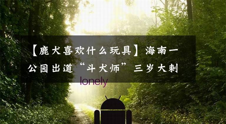 【鹿犬喜欢什么玩具】海南一公园出道“斗犬师”三岁大刺猬犬玩球也不开心。