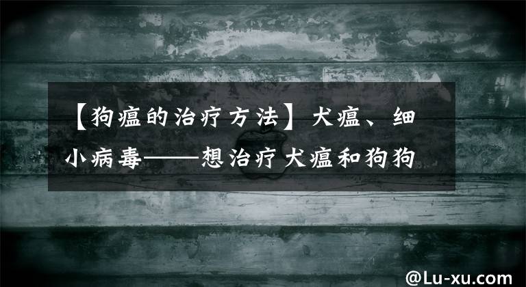 【狗瘟的治疗方法】犬瘟、细小病毒——想治疗犬瘟和狗狗细小的一定要把此文章看完