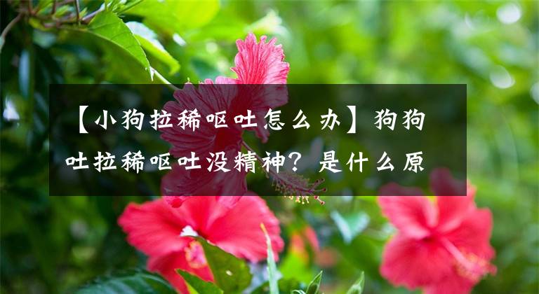 【小狗拉稀呕吐怎么办】狗狗吐拉稀呕吐没精神？是什么原因导致的？应该采取的措施参考
