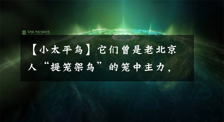 【小太平鸟】它们曾是老北京人“提笼架鸟”的笼中主力，如今自由迁徙飞翔