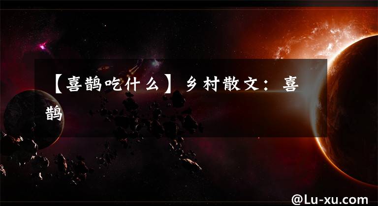 【喜鹊吃什么】乡村散文：喜鹊
