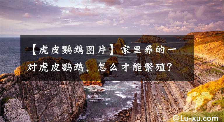 【虎皮鹦鹉图片】家里养的一对虎皮鹦鹉，怎么才能繁殖？看完你家鹦鹉就下蛋了