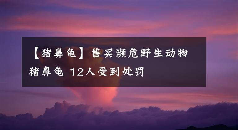 【猪鼻龟】售买濒危野生动物猪鼻龟 12人受到处罚