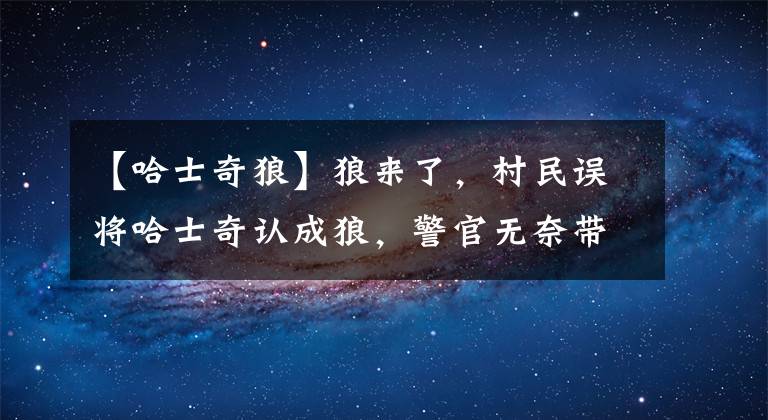 【哈士奇狼】狼来了，村民误将哈士奇认成狼，警官无奈带回，二哈竟然要拆家