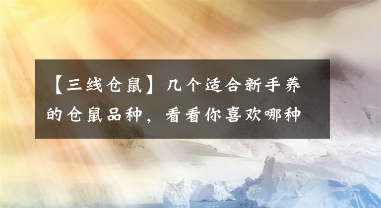 【三线仓鼠】几个适合新手养的仓鼠品种，看看你喜欢哪种