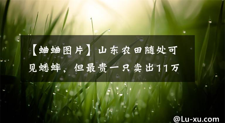 【蛐蛐图片】山东农田随处可见蟋蟀，但最贵一只卖出11万，到底什么样的值钱？