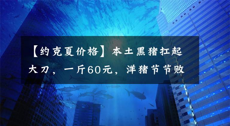 【约克夏价格】本土黑猪扛起大刀，一斤60元，洋猪节节败退！反攻号角已吹响？