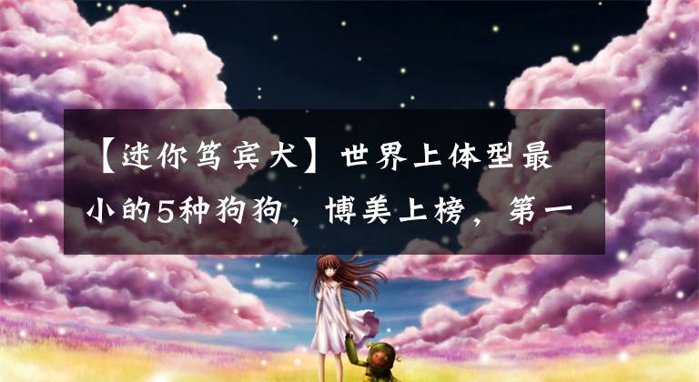 【迷你笃宾犬】世界上体型最小的5种狗狗，博美上榜，第一名能装进茶杯里！