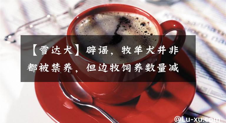 【雪达犬】辟谣，牧羊犬并非都被禁养，但边牧饲养数量减少，离不开三点原因