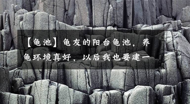 【龟池】龟友的阳台龟池，养龟环境真好，以后我也要建一个这样的