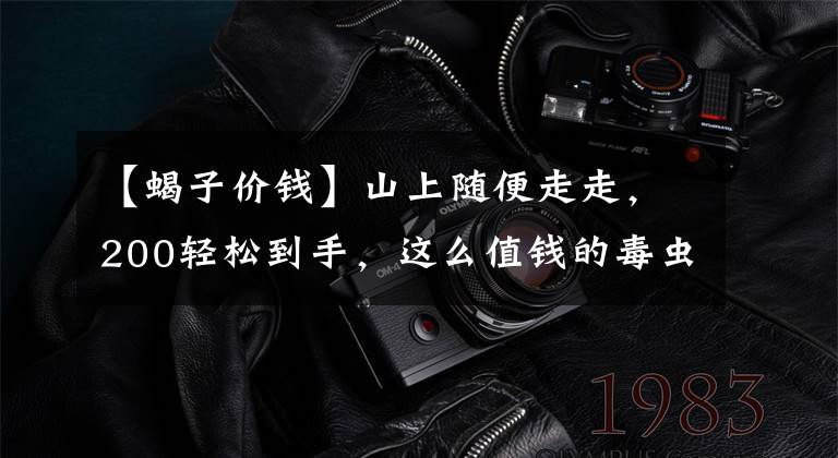 【蝎子价钱】山上随便走走，200轻松到手，这么值钱的毒虫咋还越逮越多了？
