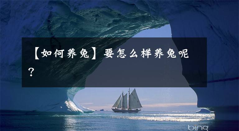 【如何养兔】要怎么样养兔呢？