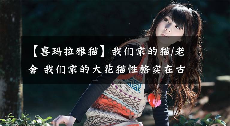 【喜玛拉雅猫】我们家的猫/老舍 我们家的大花猫性格实在古怪