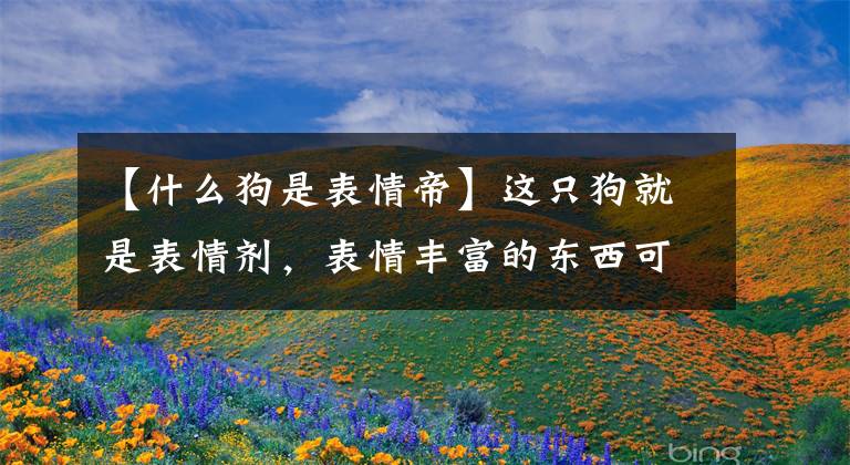【什么狗是表情帝】这只狗就是表情剂，表情丰富的东西可以和人类媲美！