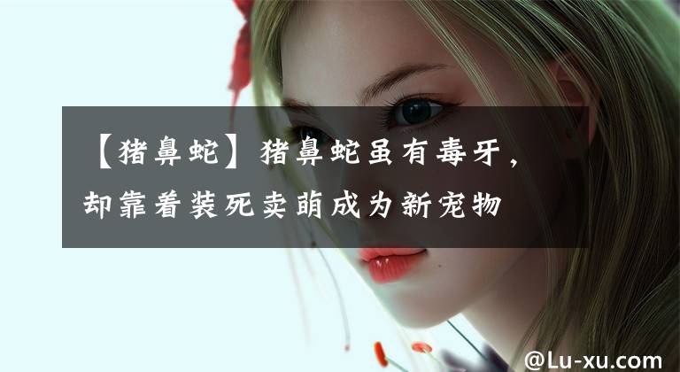 【猪鼻蛇】猪鼻蛇虽有毒牙，却靠着装死卖萌成为新宠物