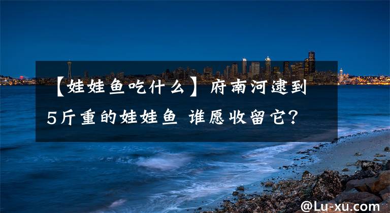 【娃娃鱼吃什么】府南河逮到5斤重的娃娃鱼 谁愿收留它？