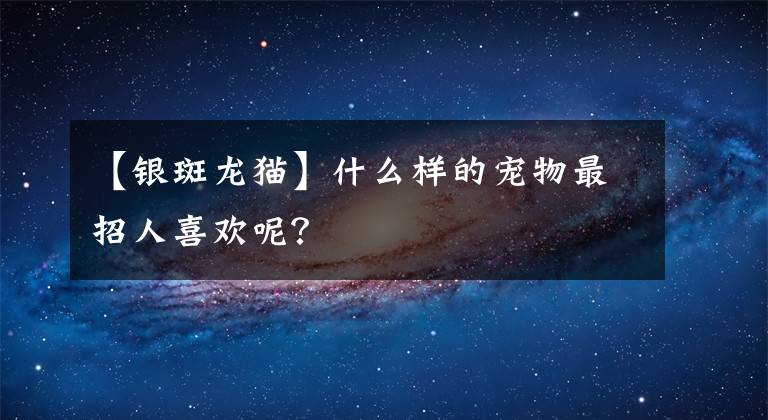 【银斑龙猫】什么样的宠物最招人喜欢呢？