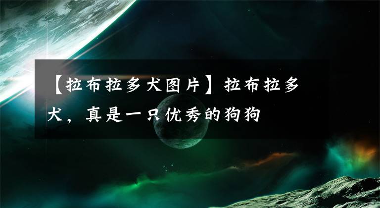 【拉布拉多犬图片】拉布拉多犬，真是一只优秀的狗狗