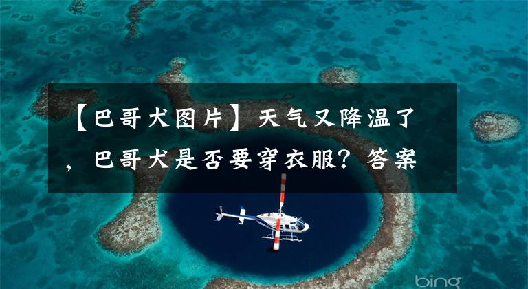 【巴哥犬图片】天气又降温了，巴哥犬是否要穿衣服？答案在这里