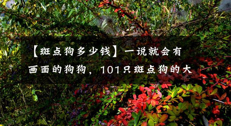【斑点狗多少钱】一说就会有画面的狗狗，101只斑点狗的大冒险，童年时期你看过吗