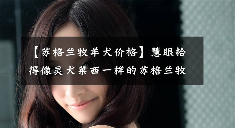 【苏格兰牧羊犬价格】慧眼拾得像灵犬莱西一样的苏格兰牧羊犬