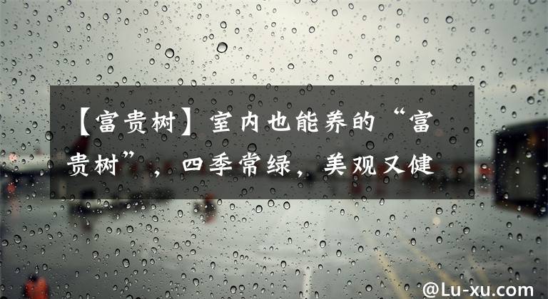 【富贵树】室内也能养的“富贵树”，四季常绿，美观又健康