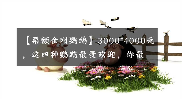 【栗额金刚鹦鹉】3000~4000元，这四种鹦鹉最受欢迎，你最喜欢哪一种？