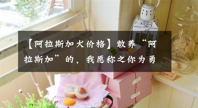 【阿拉斯加犬价格】敢养“阿拉斯加”的，我愿称之你为勇士