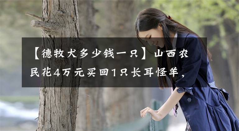 【德牧犬多少钱一只】山西农民花4万元买回1只长耳怪羊，1年长得和牛犊一样大，赚8万元