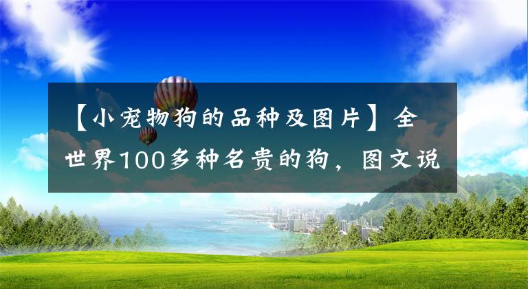 【小宠物狗的品种及图片】全世界100多种名贵的狗，图文说明，饶有兴趣